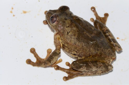 Tai Forest Treefrog, Leptopelis occidentalis
