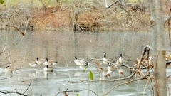 Branta canadensis
