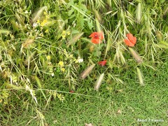 Biscutella auriculata