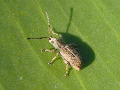 Myllocerina