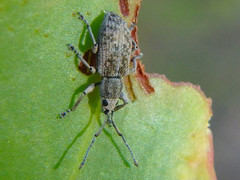 Myllocerina