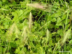 Rumex induratus