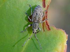 Myllocerina