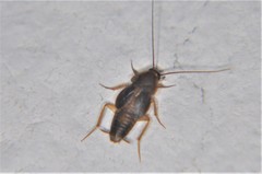 Myrmecoblatta hebardi