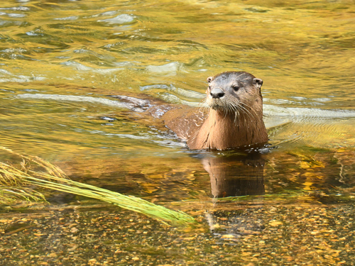 North American River Otter photographed in Wyoming