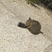 Dusky Chipmunk - Photo (c) BiteYourBum.Com Photography, some rights reserved (CC BY-NC-ND)