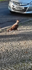 Caracara plancus