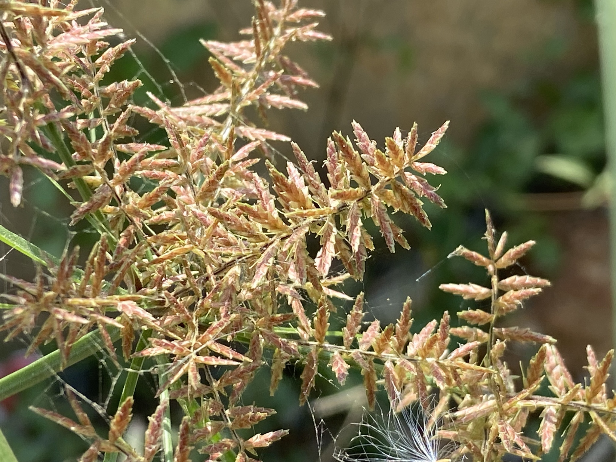 Cyperus pilosus (Cyperus pilosus)