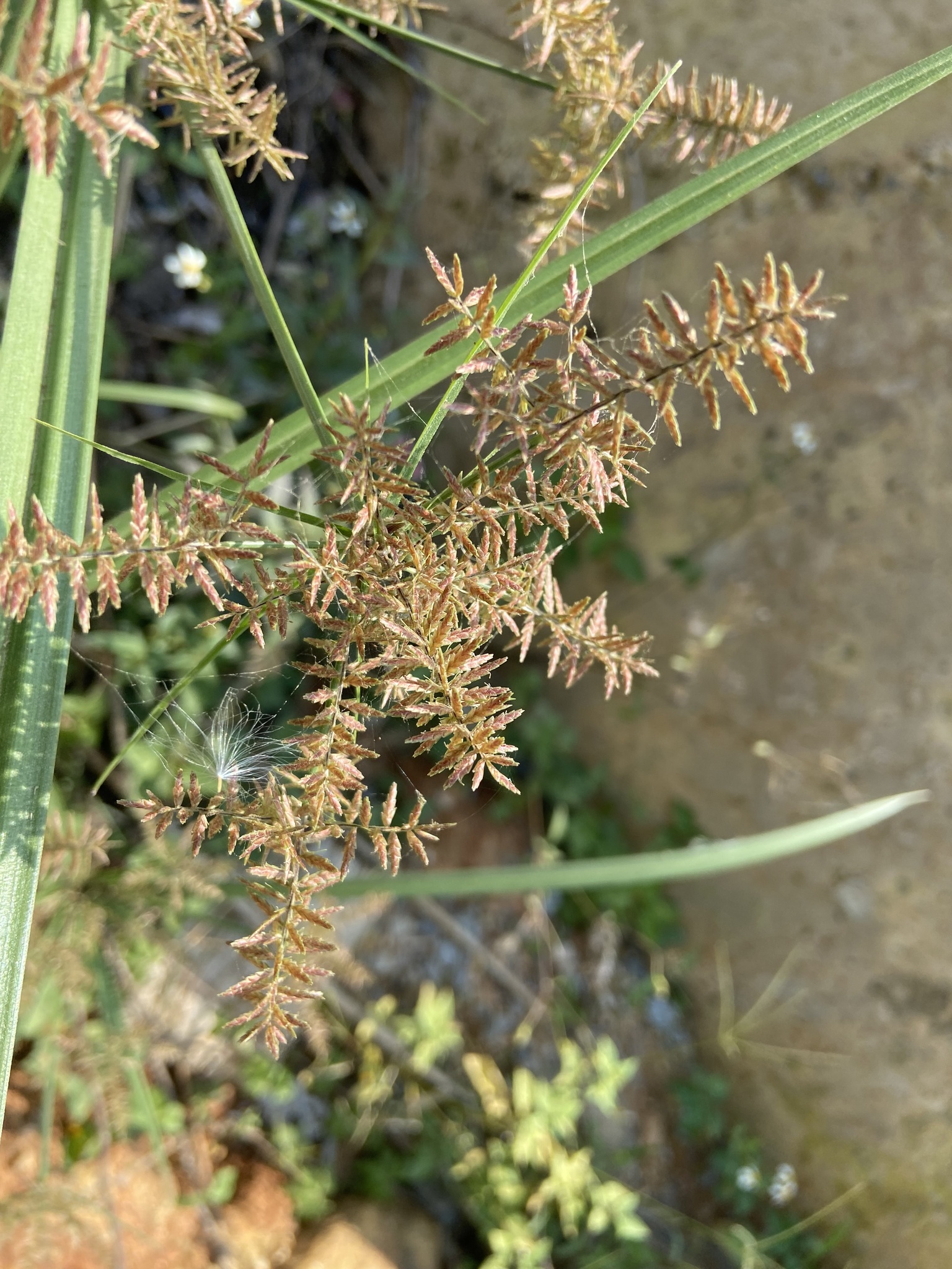 Cyperus pilosus — ảnh 2