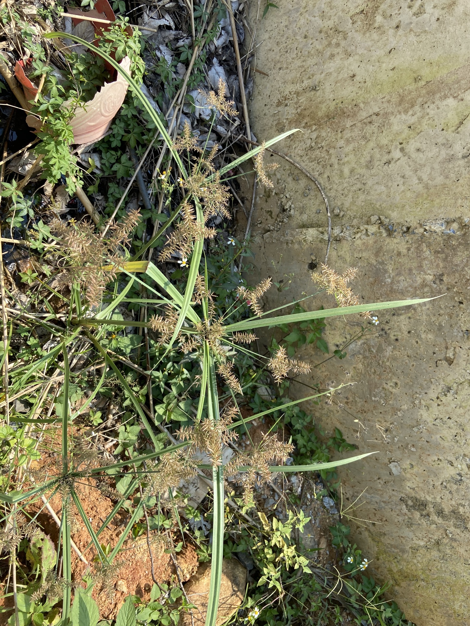Cyperus pilosus — ảnh 3