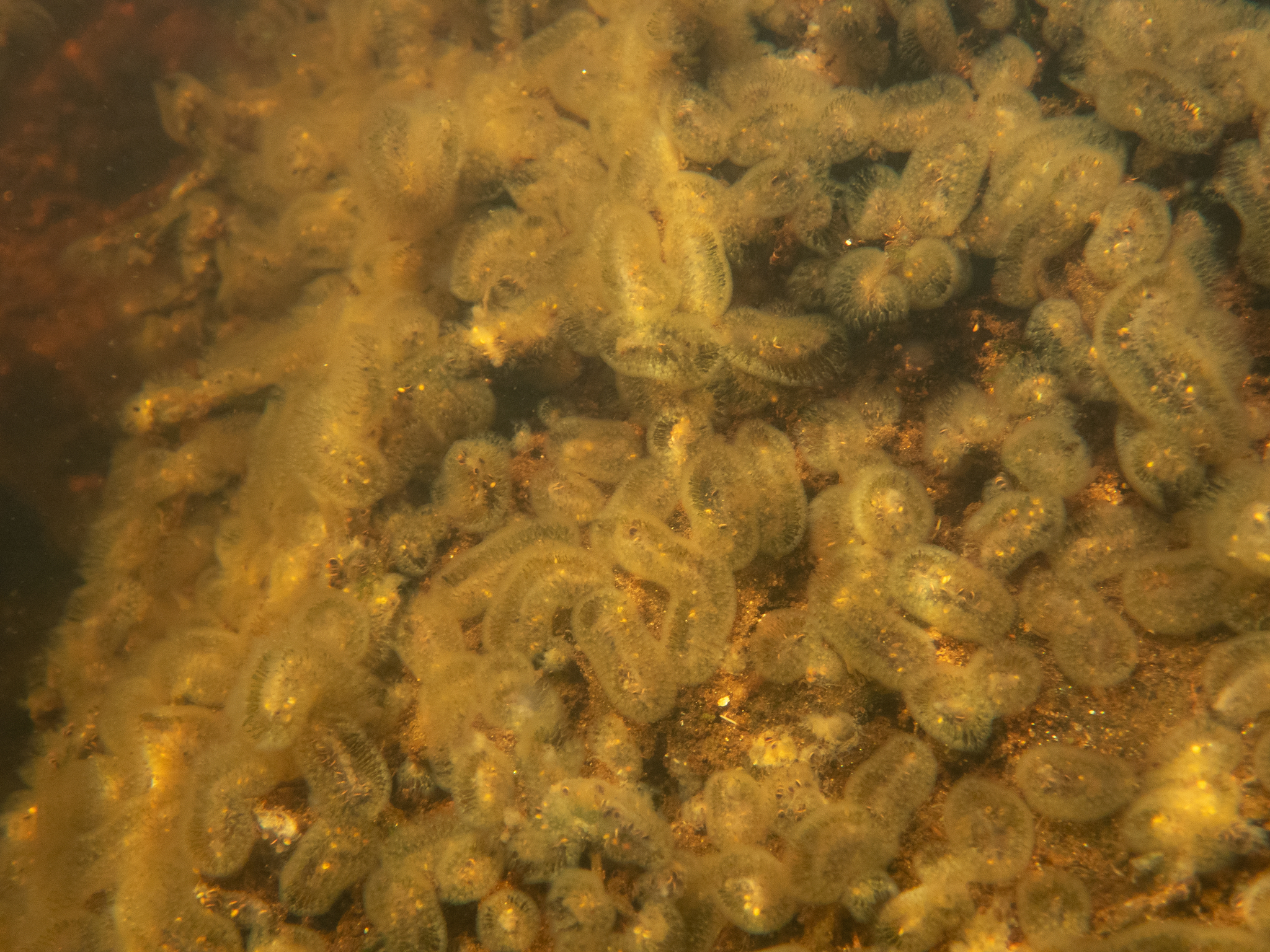 Cristatella mucedo Cuvier, 1798