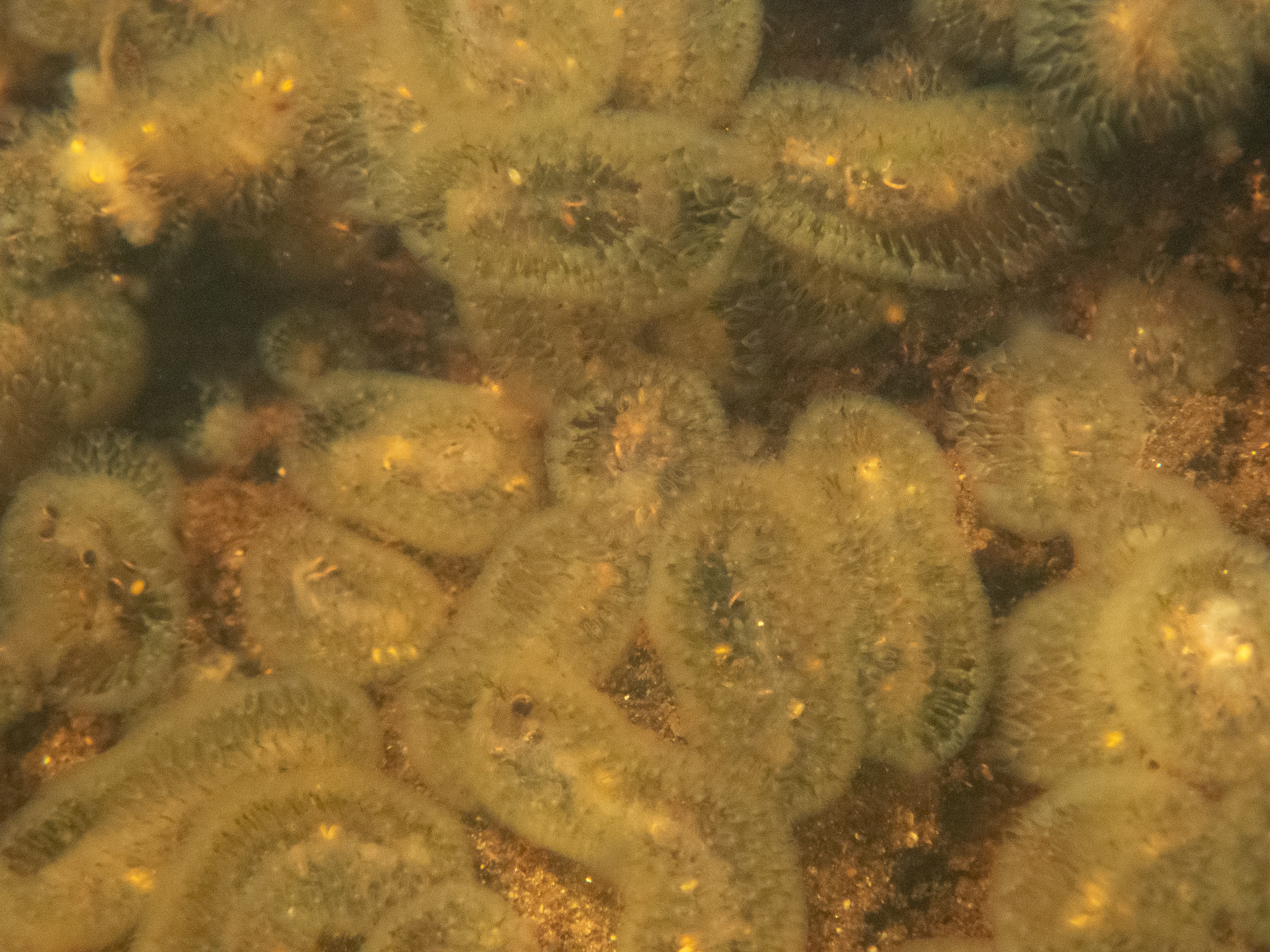 Cristatella mucedo Cuvier, 1798