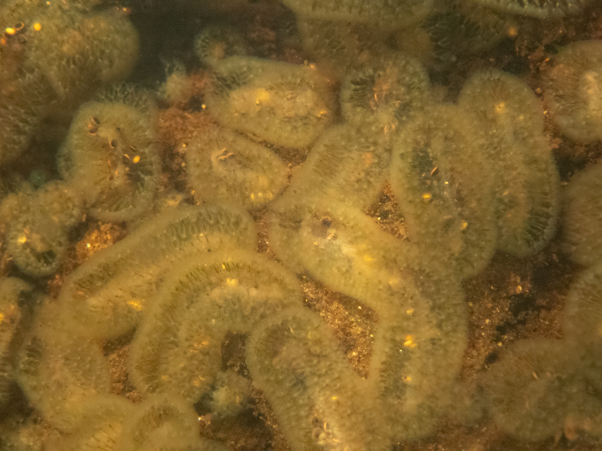 Cristatella mucedo Cuvier, 1798
