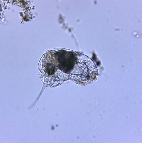 Cephalodella gibba