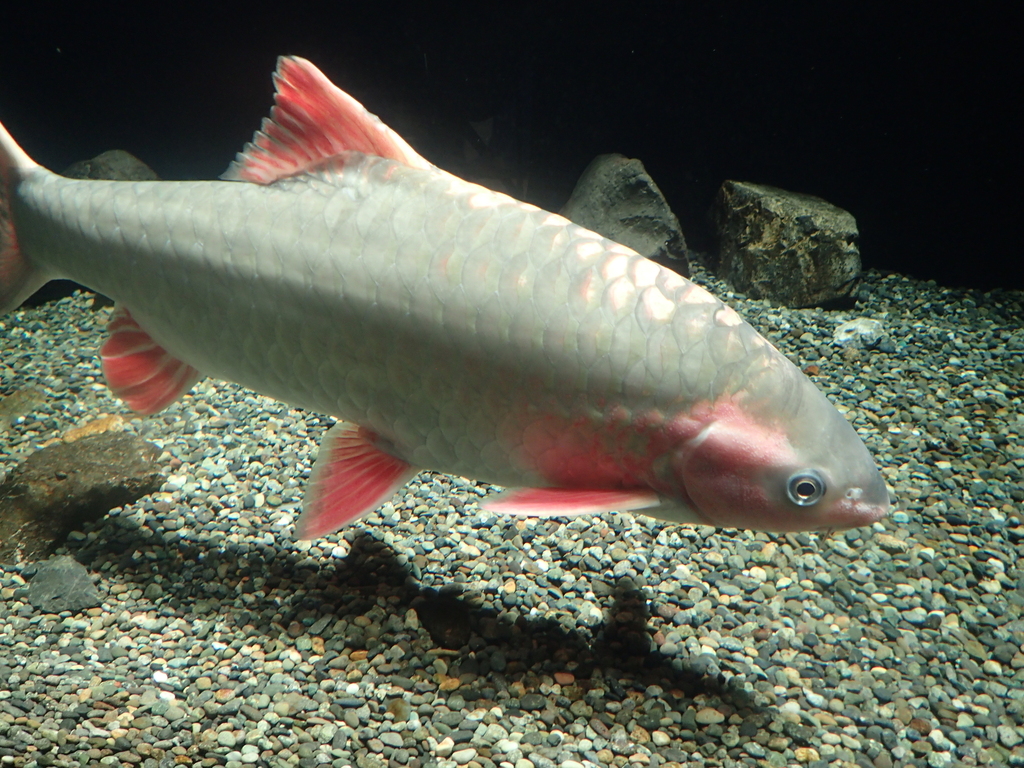 Denticulate barb (Spinibarbus denticulatus) — Cyprinidae
