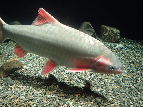 Getande stekelbarbeel (Spinibarbus denticulatus) — Cyprinidae