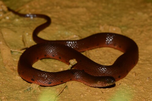 African Brown Water Snake