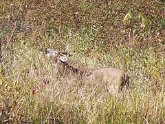 Odocoileus virginianus