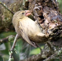 Camarhynchus pallidus