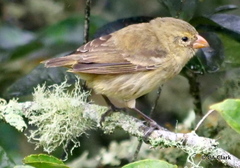 Camarhynchus parvulus