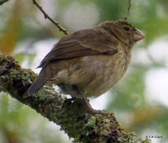 Platyspiza crassirostris