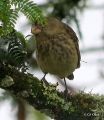 Platyspiza crassirostris