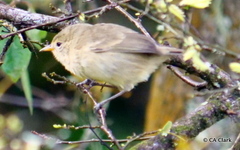 Certhidea fusca