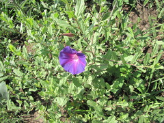 Ipomoea stans