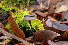 Blastosporella zonata