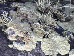 Protoparmeliopsis pinguis