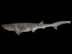 Sharpnose Sevengill Shark photo 4