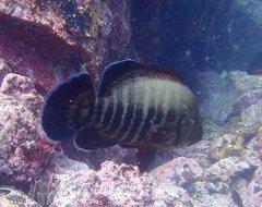 Cephalopholis panamensis