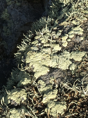 Protoparmeliopsis pinguis