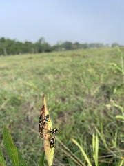 Oncopeltus cingulifer