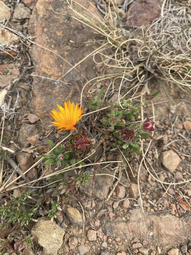 Golden Dewfig (Drosanthemum flavum)