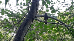 Rupornis magnirostris