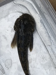 Cottus asper
