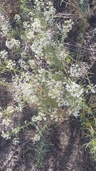 Lepidium montanum