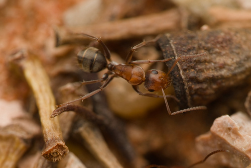 Camponotus sponsorumCamponotus sponsorum