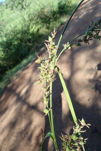 Scleria racemosa