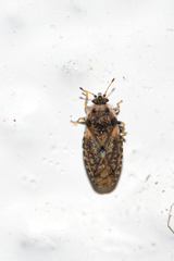 Parapiesma cinereum