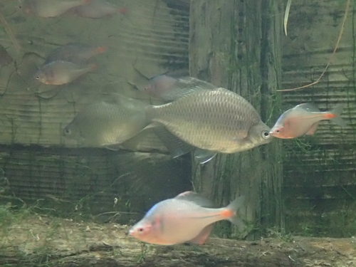 Deepbody bitterling (Acheilognathus longipinnis) — Cyprinidae — 4