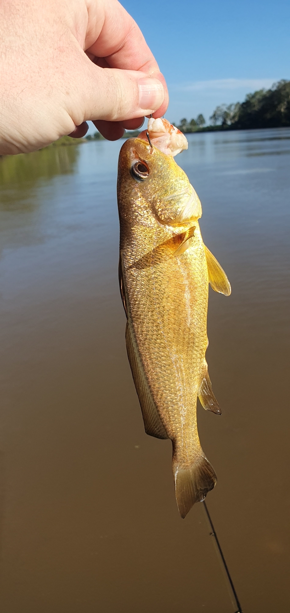 Bottlenose Jewfish photo 4