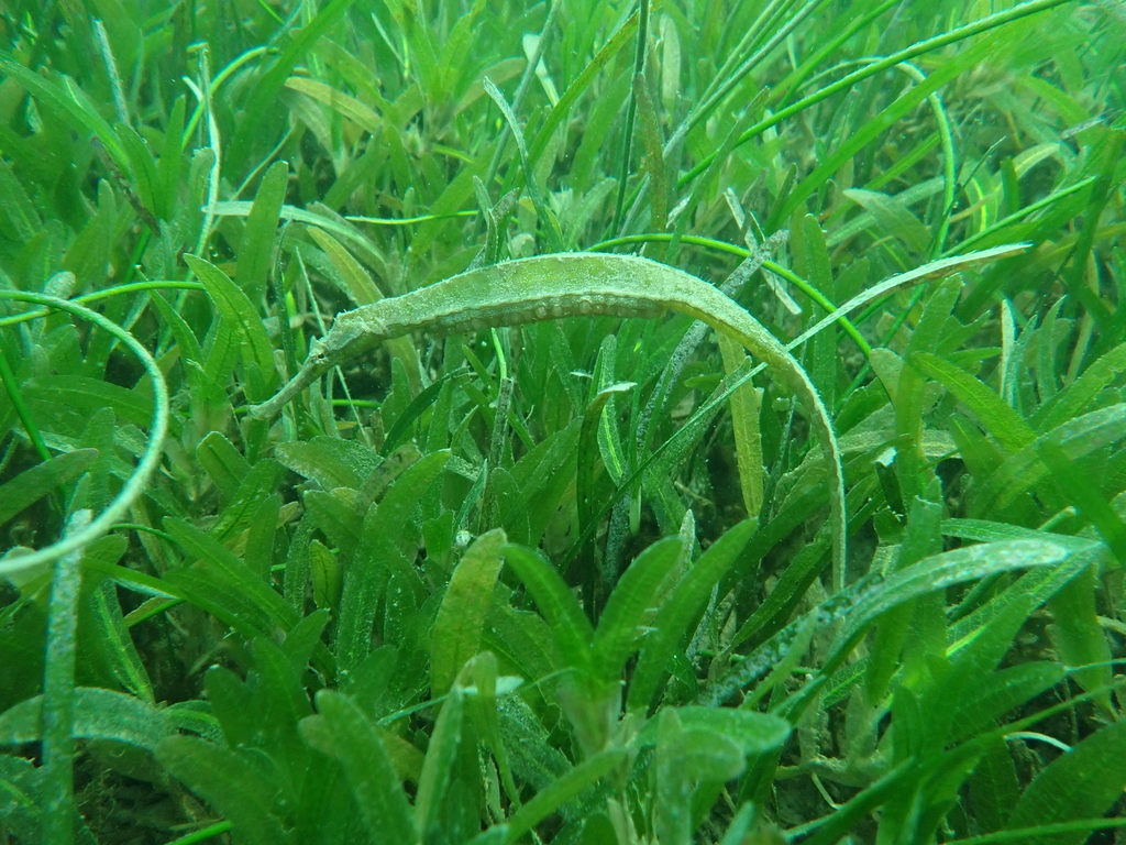 Alligator pipefish
