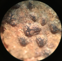 Cryptovalsa prominens