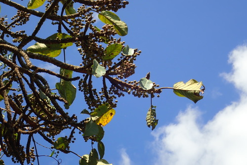 Ficus platyphylla