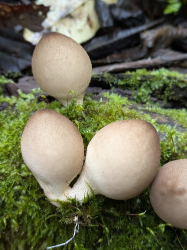 Apioperdon pyriforme