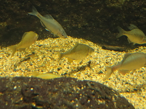 Deepbody bitterling (Acheilognathus typus) — Cyprinidae — 3
