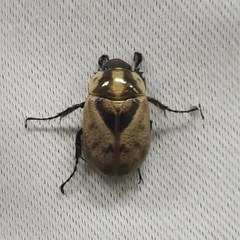 Augoderia nitidula
