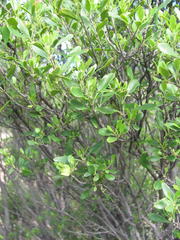 Fraxinus greggii